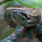 Boa Constrictor