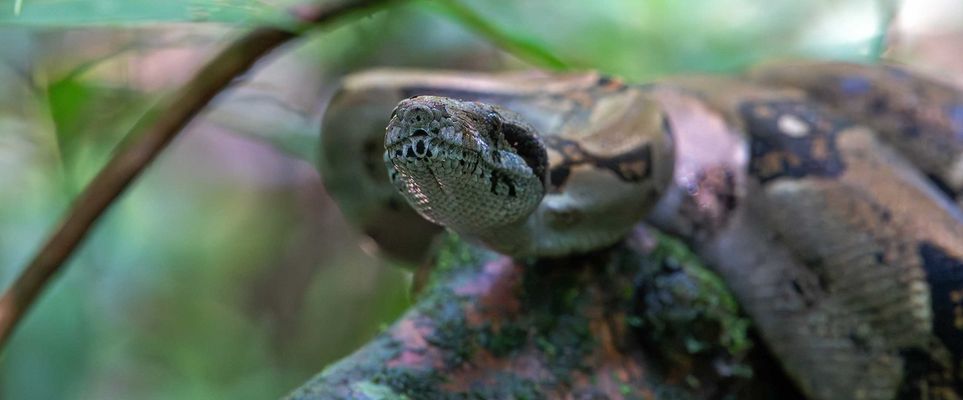 Boa Constrictor