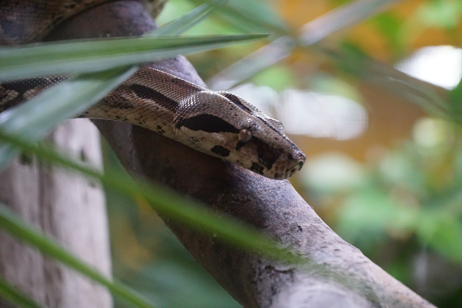 Boa Constrictor