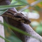 Boa Constrictor