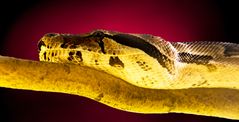 Boa Constrictor 3 