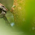 Boa constrictor