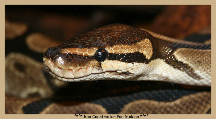 °*°* Boa Constrictor *°*°