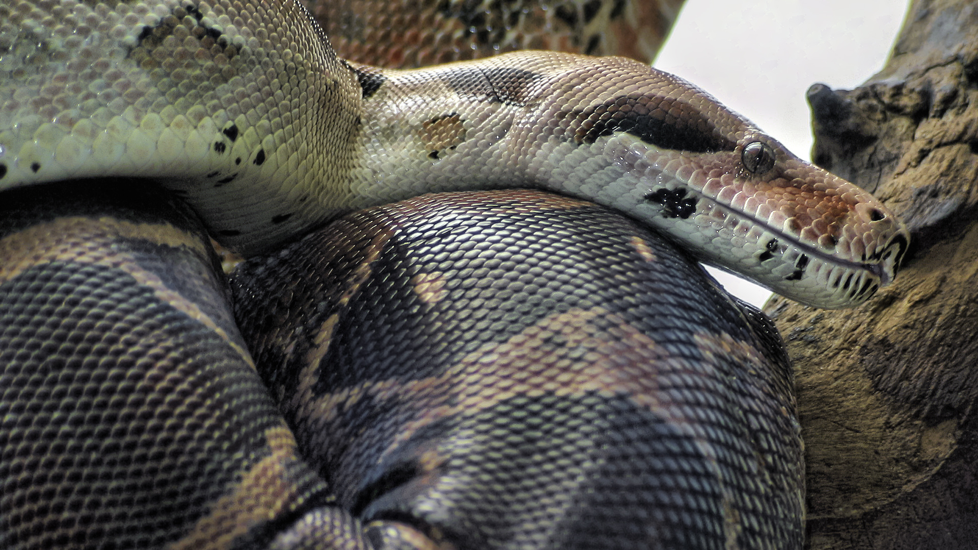 BOA CONSTRICTOR Foto & Bild tiere, zoo, wildpark & falknerei