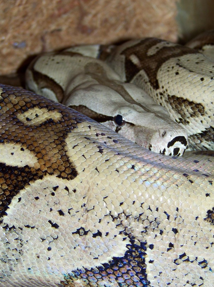 Boa constrictor