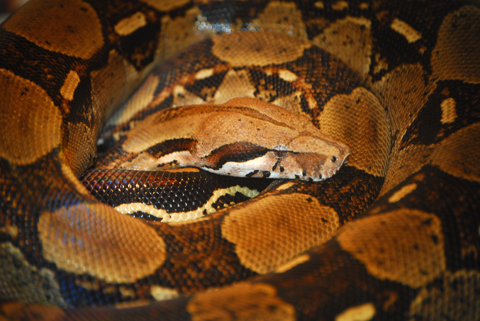 Boa constrictor