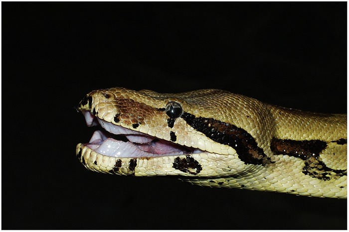 Boa constrictor