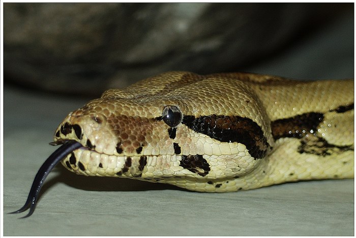 Boa constrictor