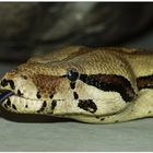 Boa constrictor