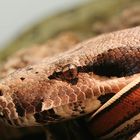 Boa constrictor