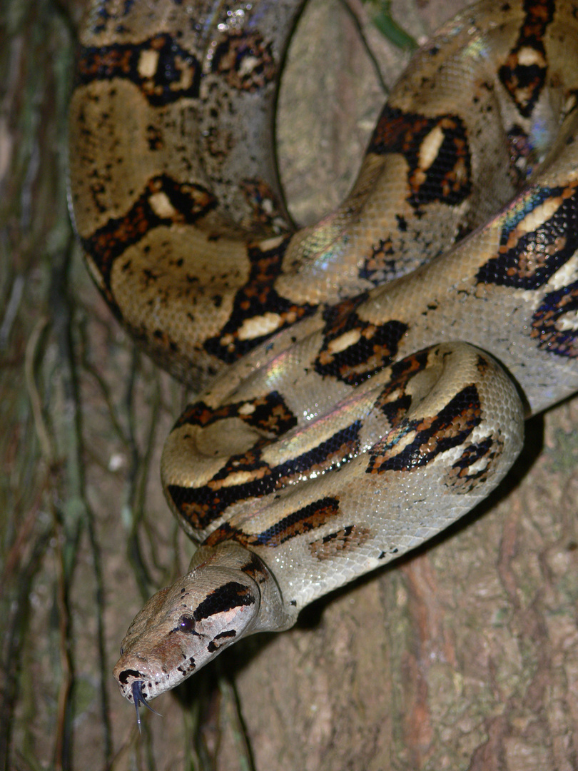 Boa constrictor