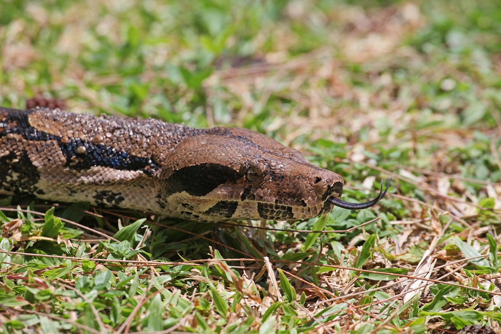 Boa Constrictor