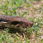 Boa Constrictor