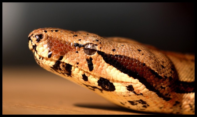 Boa constrictor