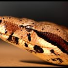 Boa constrictor