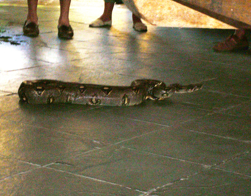 Boa Constrictor