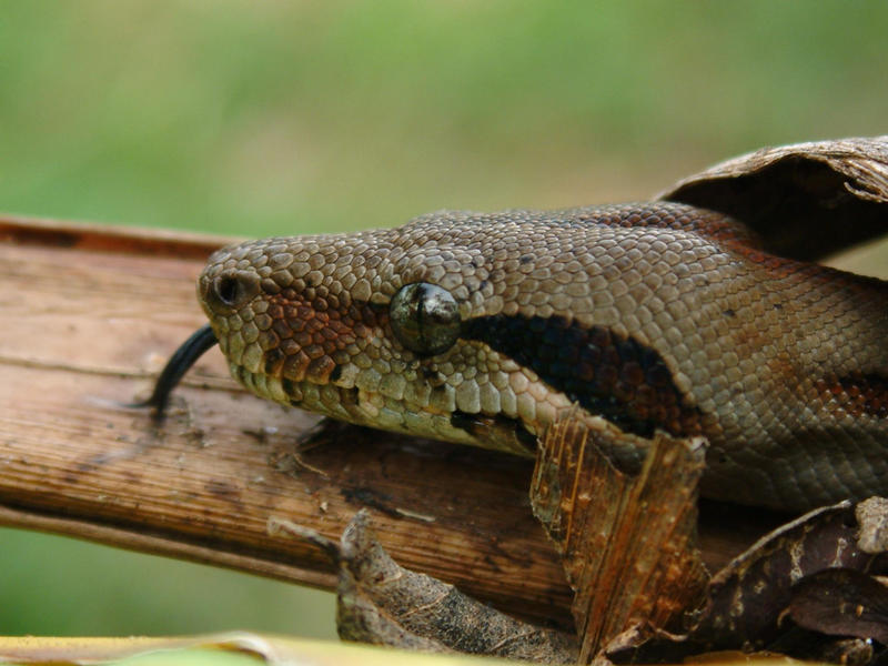 Boa constrictor