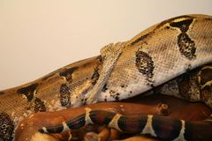 boa constrictor bei der Häutung