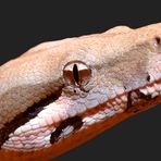 Boa Constrictor constricor RELOAD