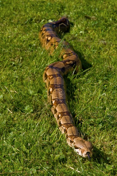 Boa constrictor constrictor