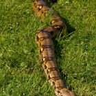 Boa constrictor constrictor