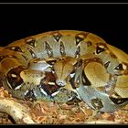 Boa Constrictor Constrictor