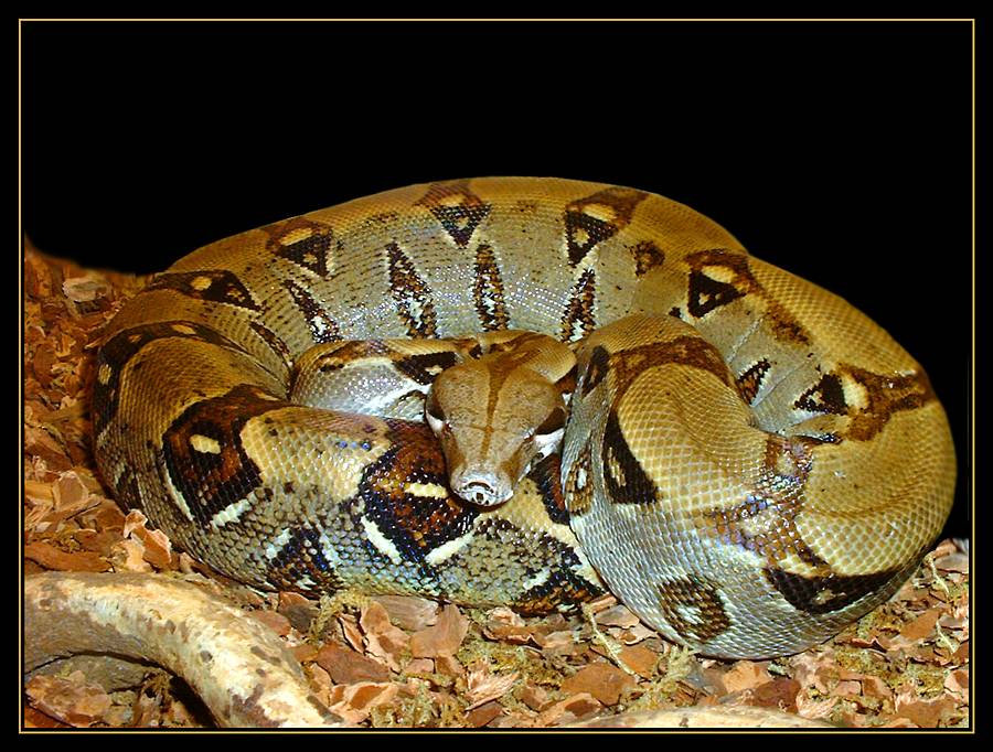 Boa Constrictor Constrictor Foto & Bild | tiere, zoo, wildpark ...