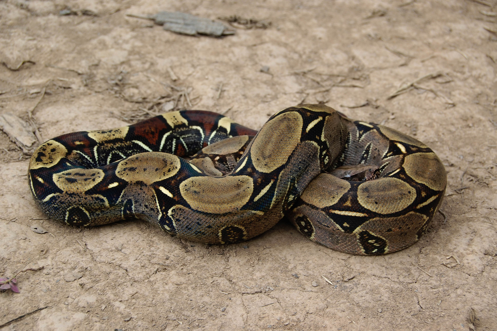 Boa constrictor constrictor