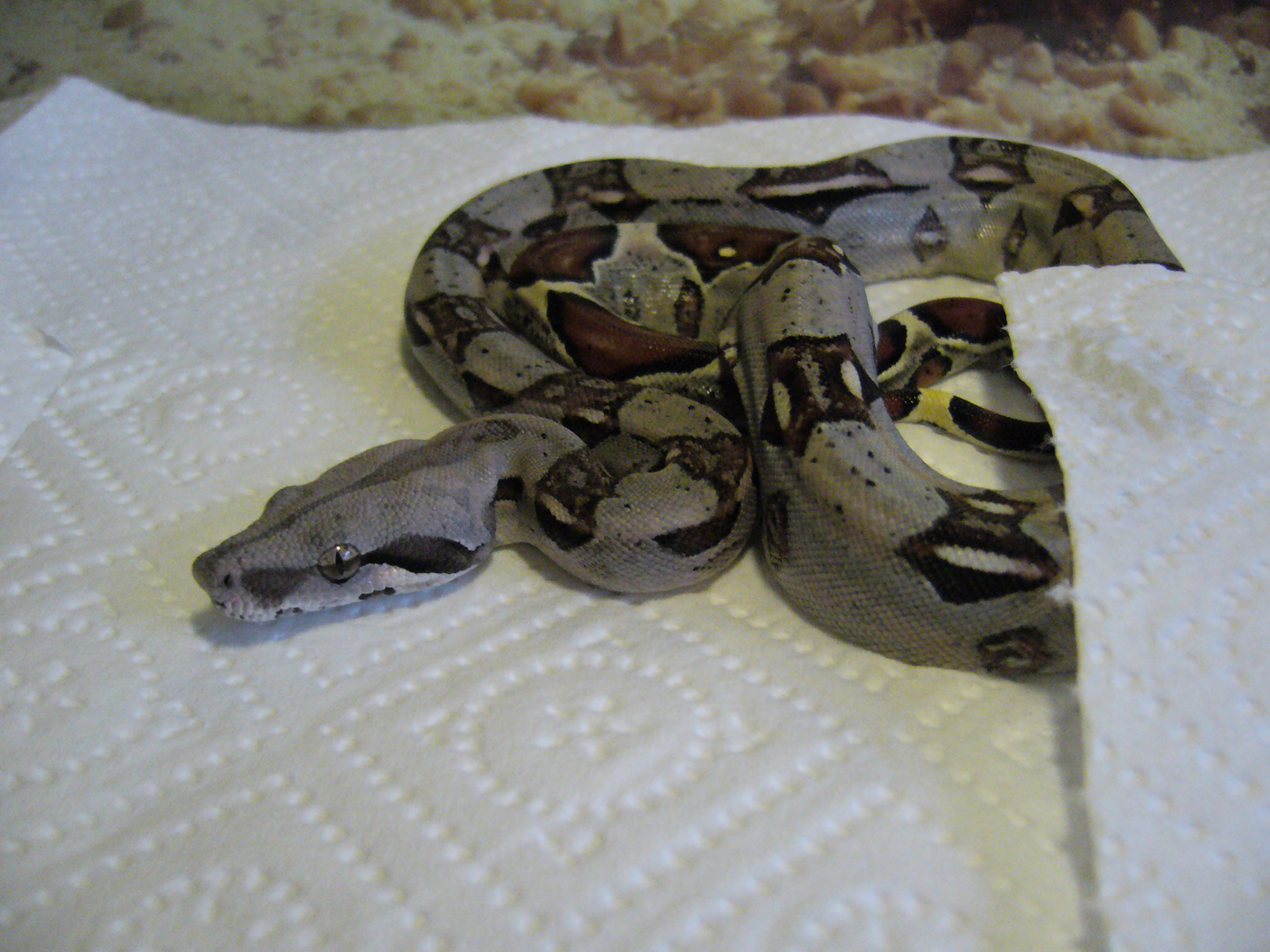 Boa constrictor constrictor Peru