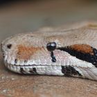 Boa Constrictor