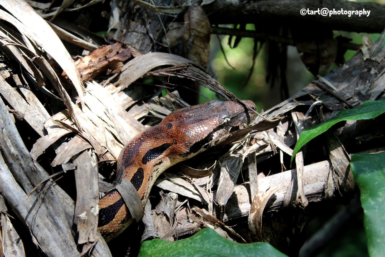 Boa Constrictor