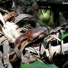 Boa Constrictor