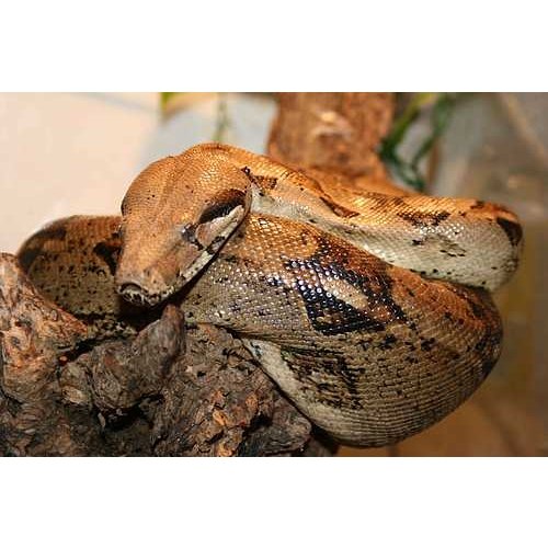 boa constrictor