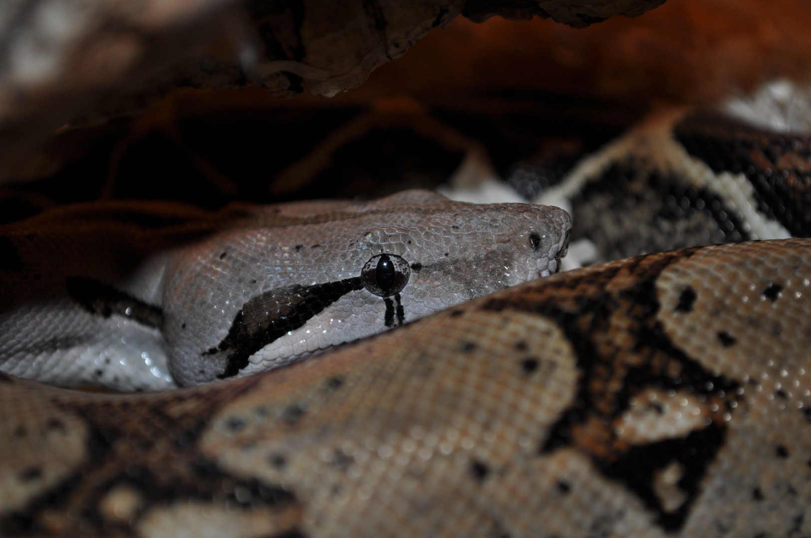 boa constrictor hybrid face shot geschwistertier