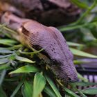 boa constrictor hybrid head shot