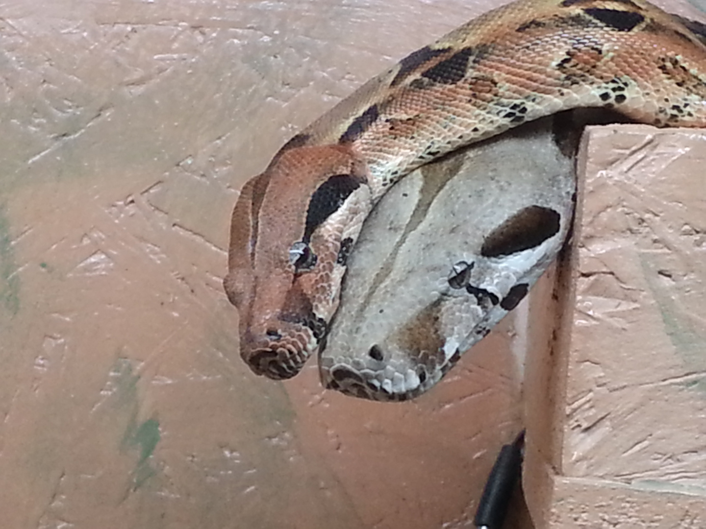 Boa constrictor imperator