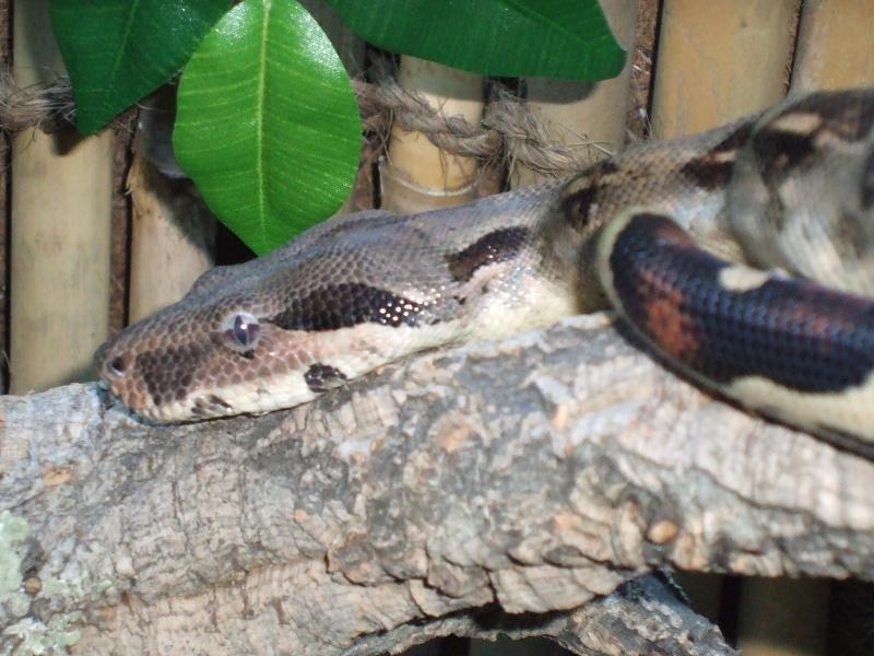 Boa Constrictor Imperator