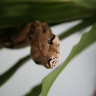 Boa Constrictor Imperator