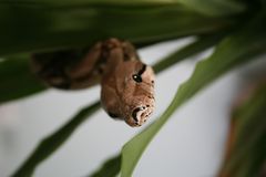 Boa Constrictor Imperator