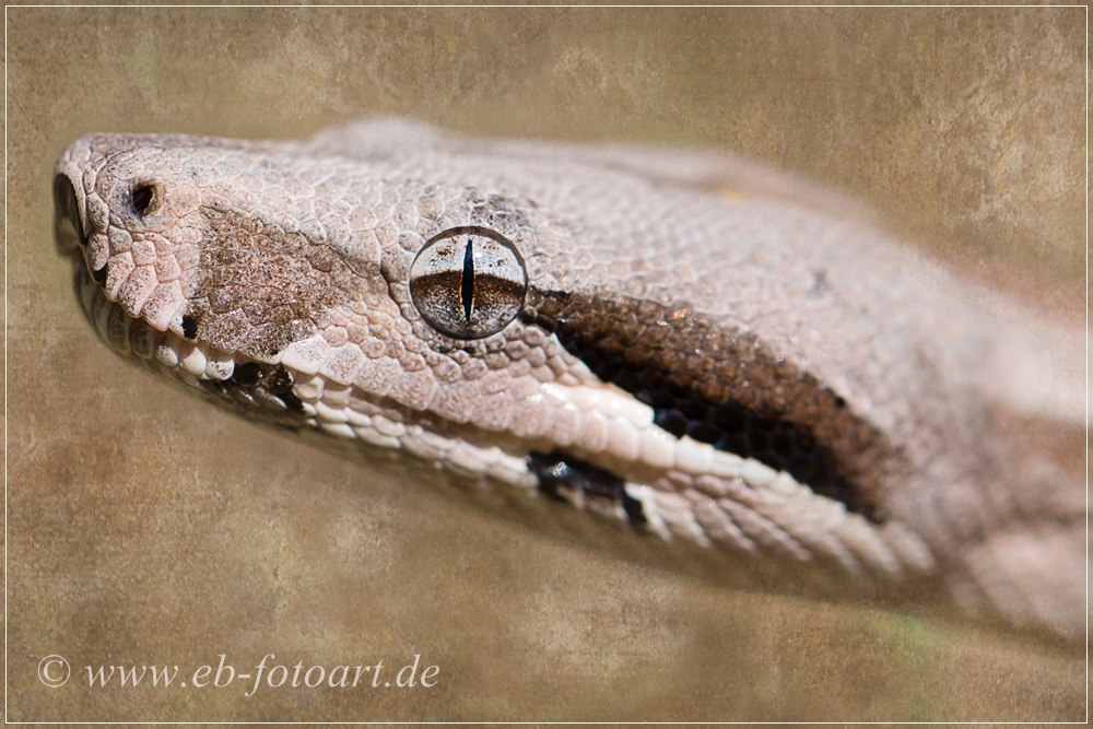 Boa Constrictor Imperator