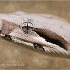 Boa Constrictor Imperator