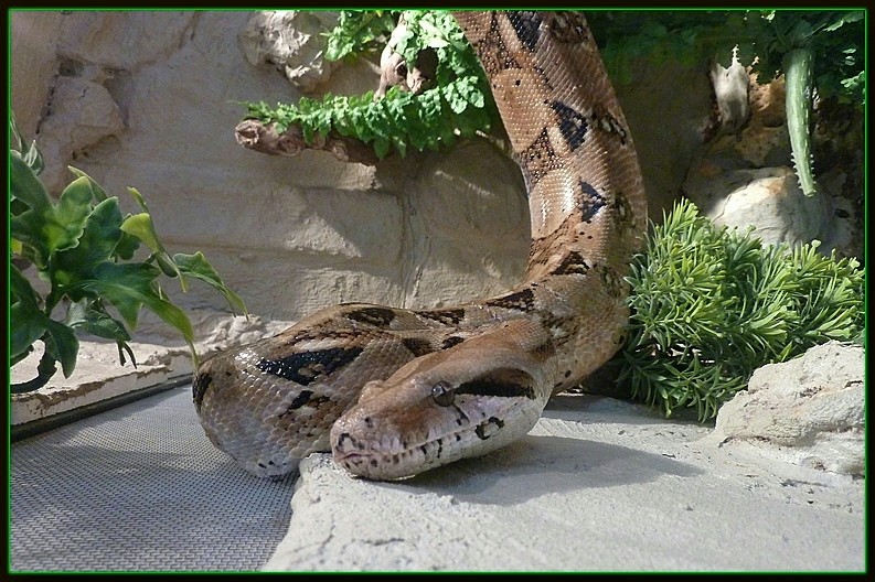 Boa-Constrictor Imperator