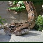 Boa-Constrictor Imperator