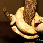 Boa Constrictor Imperator Albino