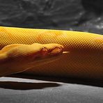 Boa Constrictor Imperator Albino mit s/w hintergrund