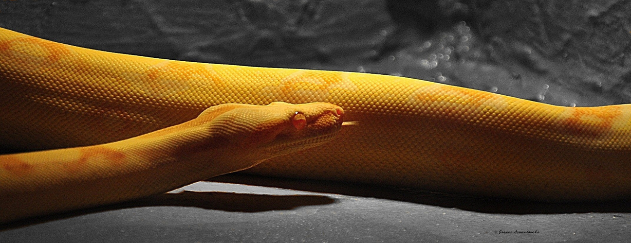 Boa Constrictor Imperator Albino mit s/w hintergrund