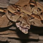 Boa constrictor imperator Baby