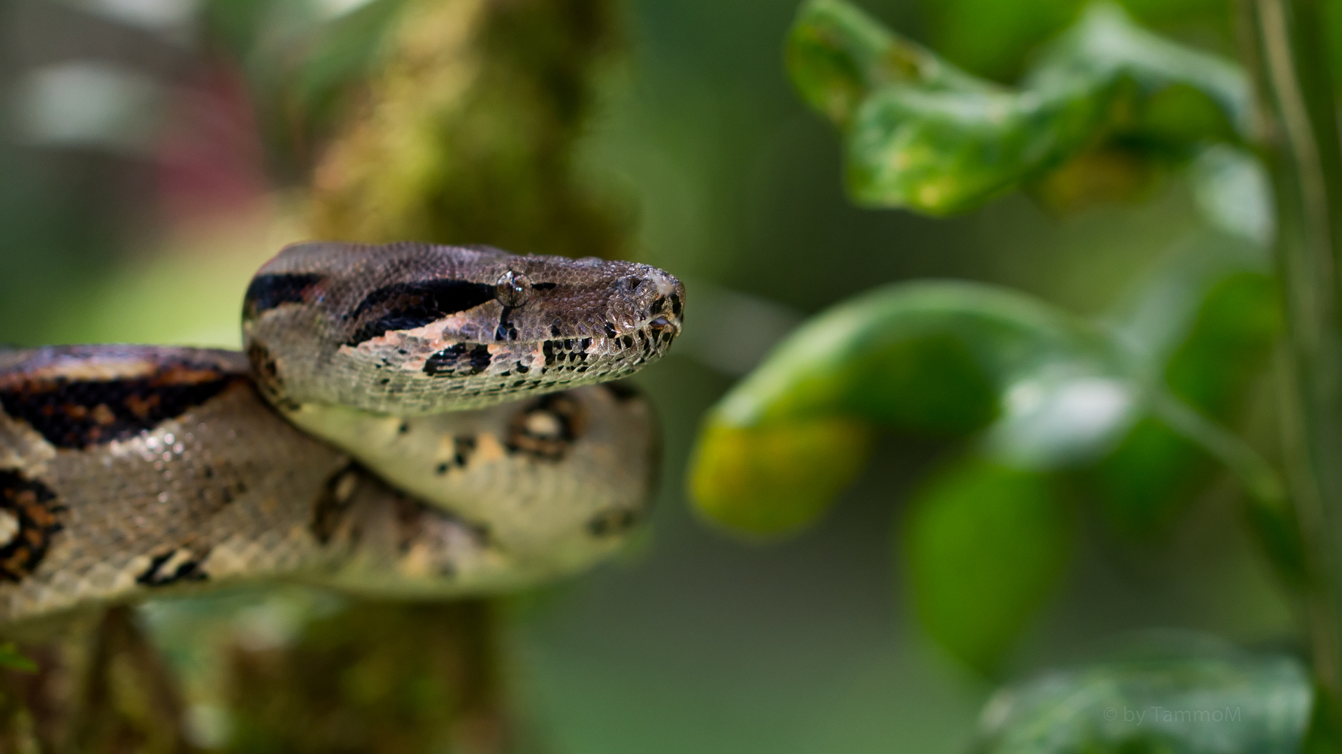 Boa Constrictor Imperator