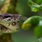 Boa Constrictor Imperator