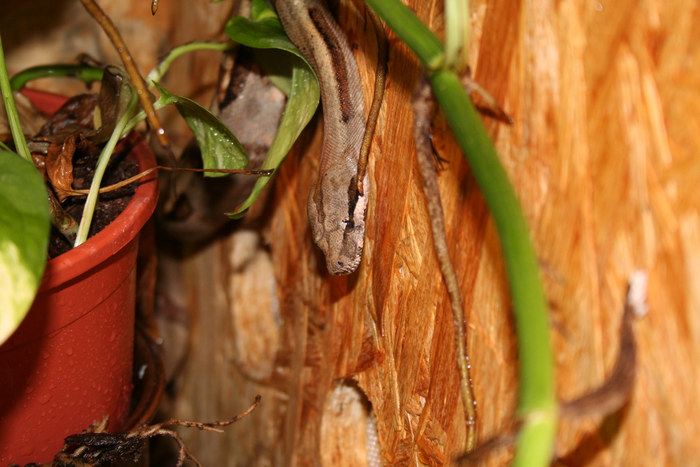 Boa constrictor imperator